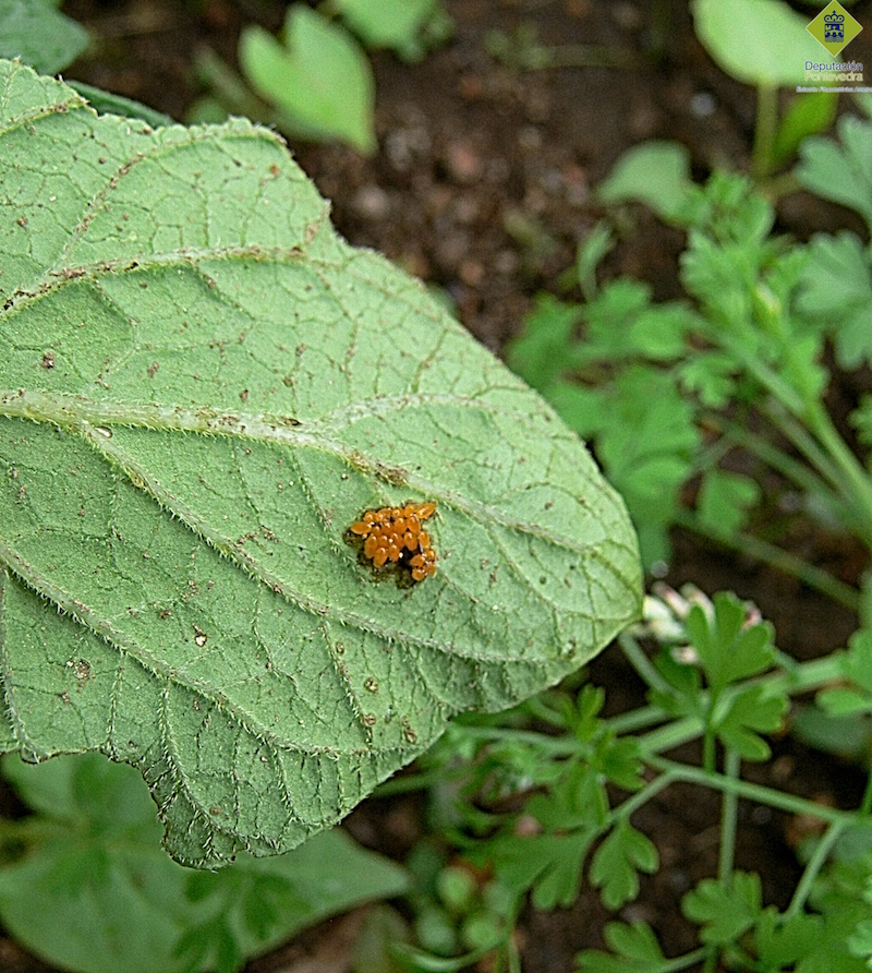 Escarabajo - Weevil - Escaravello >> Puesta de Leptinotarsa decemlineata.jpg